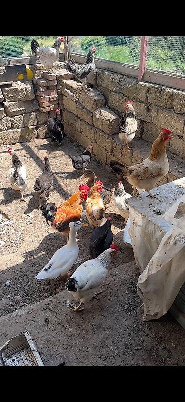toy pudrl: Heyet toyuqlaridir qarishiq cinsler var. her biri yumurtlayir. 17 — 4
