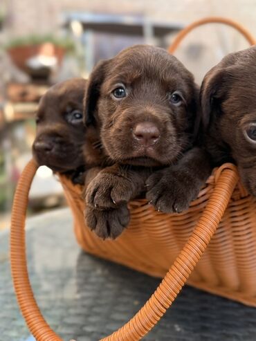 Продажа собак: Щенки лабрадор -ретривер 🐾 Рождены-27.07.2025 Шоколадного окраса С — 3