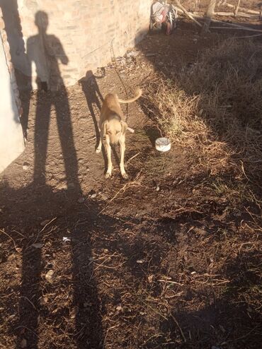 аргентинский дог: Продажа собак