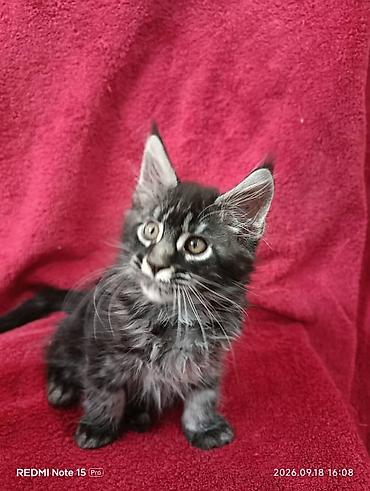 кошки шотландские: Мейн-Куны 🥰🥰🥰. Продаются котята Рысята ♥️ Чистокровные, Шикарные — 3