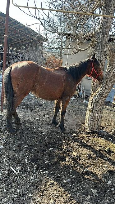 Лошади, кони: Продаю | Кобыла (самка) | Дончак | Мерин — 2