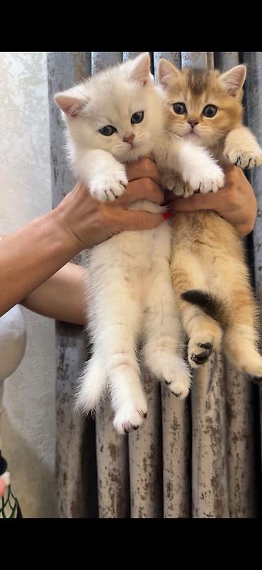 Кошки: Шиншилла, Самка, Самец, Бесплатная доставка — 1