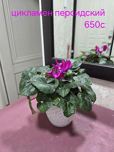 Драцены и Сансевиерии: Сансевиерия (Sansevieria, «щучий хвост») в горшке. Описание: - — 24