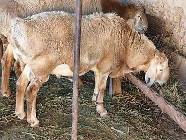 каракол животное: Ассаламу алейкум всем любителям скотоводов. продается Кочкоры 6 — 1