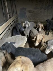 продажа баранов в бишкеке: Сатам | Ургаачы кой (ургаачы), Козу | Гиссар, Аргын, Эдильбай | Союуга, Көбөйтүү үчүн, Жүн үчүн | Ургаачы, Токту