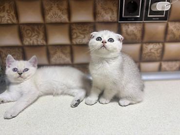 Pişiklər: Şotland — 10