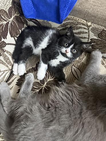 Отдам даром кошку: Кошка даром: Скотиш Страйт (Шотландская прямоухая), 2 месяца, Девочка — 1