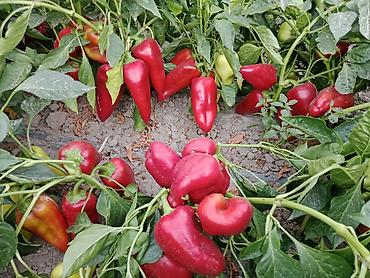 капуста оптом: Перец Сладкий, Оптом, В розницу — 6
