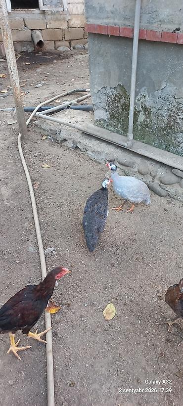 inek satışı: Toyuq, Damazlıq — 3