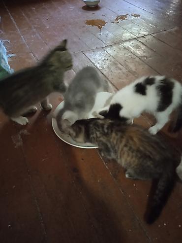 котят ош: ОТДАМ КОТЯТ И КОШЕК,здоровые, ЧИСТЫЕ,помогите пожалуйста кто не может — 3