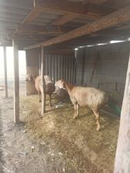 кыргыз добот ит: Другие животные