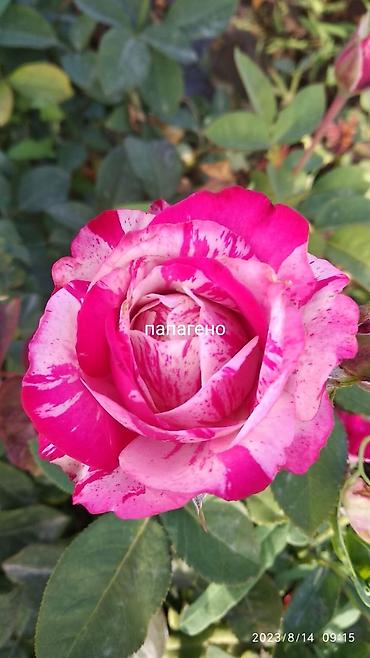 Роза: Саженцы садовых роз (кустарниковые/чайно-гибридные, флорибунда) — — 8