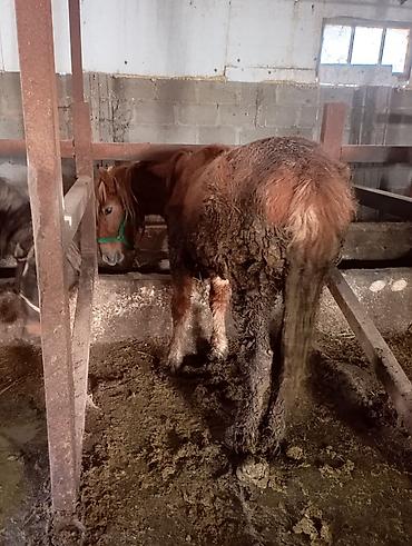 Лошади, кони: Продаю | Жеребенок | Для разведения | Племенные — 4