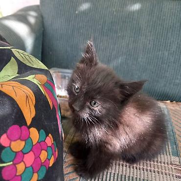 Отдам даром кошку: Публикую по просьбе: Дорогие друзья, ищем заботливые, добрые руки для — 2