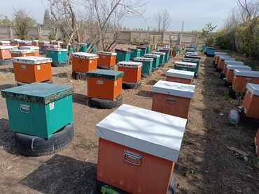 Другое оборудование для бизнеса: Срочно ищу инвестора для развития и расширение пчеловодство бал