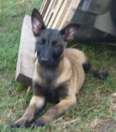 pomeranac beli cena: Stenad malinoe Stenad malinoe vakcinisani dva i po meseca sa ili bez