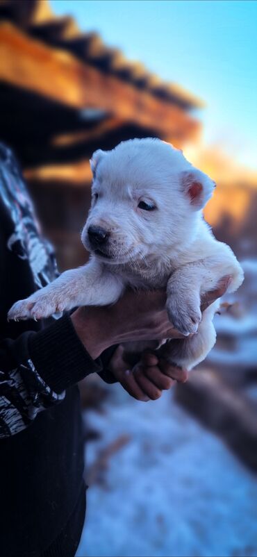 Продажа собак: Алабай, 1 месяц, Самец