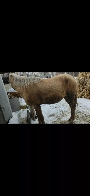 Лошади, кони: Продаю | Кобыла (самка) | Конный спорт