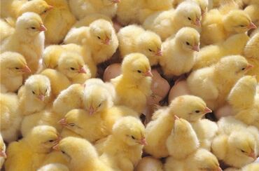 домашние животны: Продаю | Цыплята | Домашняя