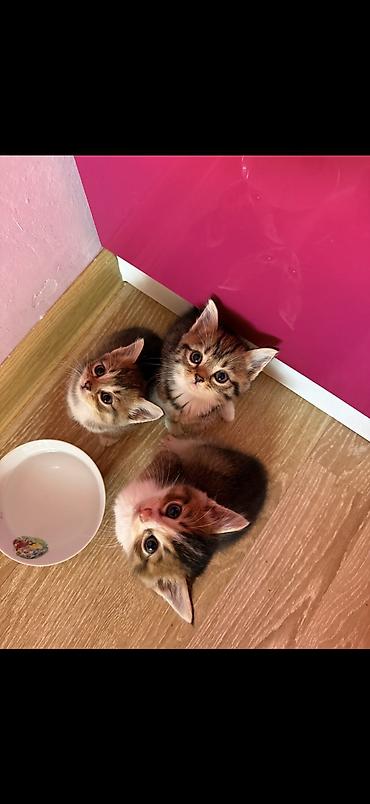 pişik satışı ucuz: 2ayliq balalar😍 Sari olan erkekdir 150 digerleri qizdir 50m Ana — 10