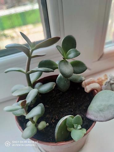 толстянка: Толстянка (Crassula ovata, «денежное дерево»). От 200 сом и выше — 3