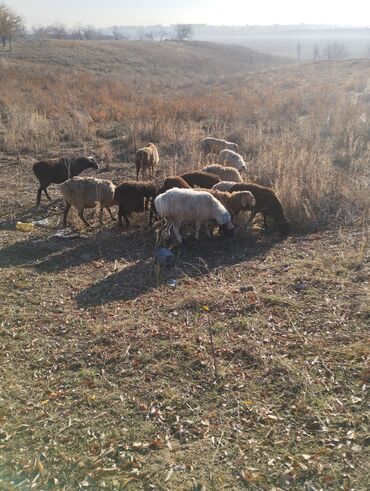 купить породистую собаку: Сатам | Ургаачы кой (ургаачы), Козу, Кочкор (эркек) | Аргын, Эдильбай | Союуга, Көбөйтүү үчүн | Асыл тукумдуу, Бычылган, Жасалма жол менен боозутуу