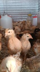 əbabil quşu: Salam Alman sortu lider 55 Cücələrimiz satışa çıxdı vaksinləri