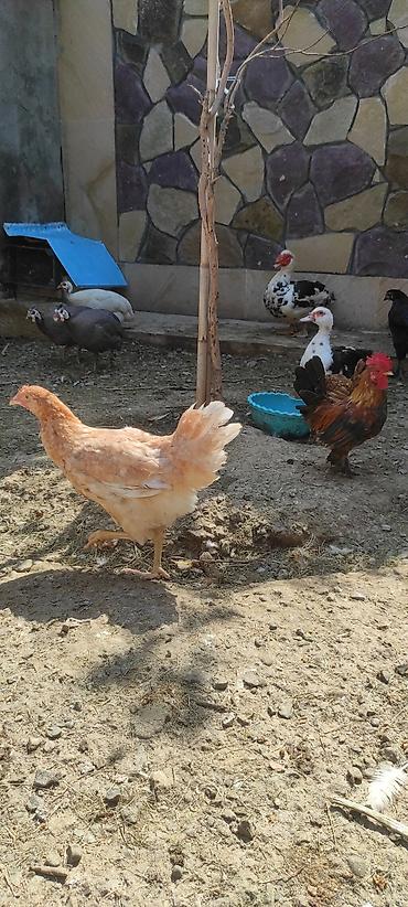 quş bazarı: Toyuq xoruz Lohman Braun 4 aylıq xoruzları banlayir 2 xoruz istəyən — 3