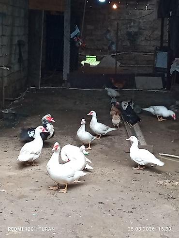 K/t heyvanları və malları: 5Dişi 4erkəy Tam sağlam Ördəklərdi Hamsi bir yerdə 180manat — 2