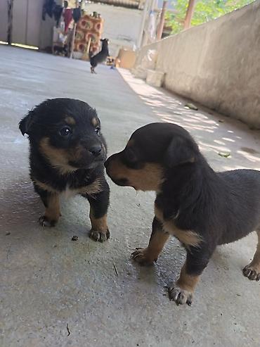 İtlər: Miniature Pinscher və şivava qarışığı cins həyət itləri satılır. Erkək — 4