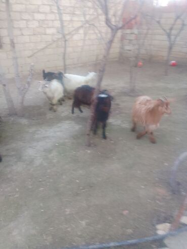 Keçilər, çəpişlər: Satılır – xırda təsərrüfat üçün keçilər qrupu - Növ: yerli qarışıq — 3