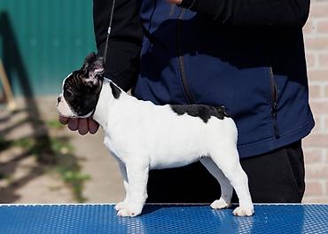 odgajivacnica jorksirskog terijera: French bulldog odg Srcky's oglasava stenad profesionalno odgojenu — 4