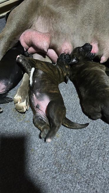 Продажа собак: Щенки метисы (короткошёрстные, тигровый и чёрный окрасы) смесь питбуль — 7