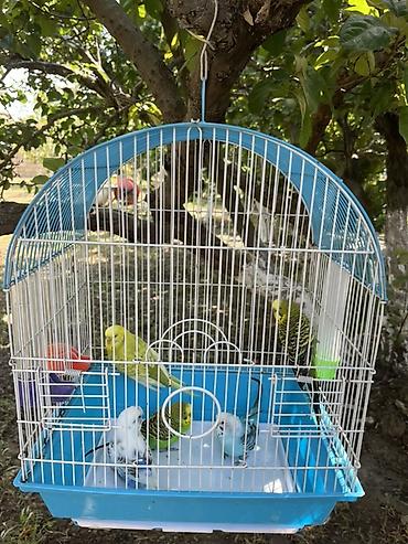 tutuquşu qəfəsləri: Papuqay 5eded qefes ve butun aksesuarlariya birlikde — 1