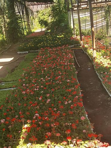 flowers: Рассада однолетних декоративных культур из теплицы - Бархатцы — 10