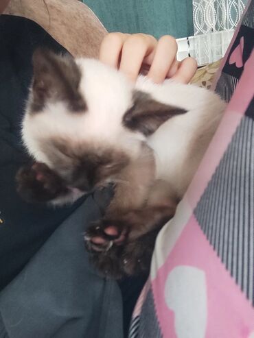 Pişiklər: Siam, Erkək — 13