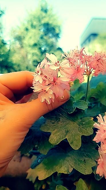 даром цветы: Цветы. Любой за 100 сом. большие, не детки. герани, каланхоэ, алое — 7