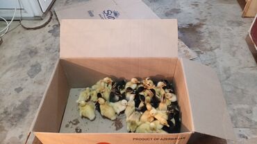 pişiyə verilən adlar: Saray Qəsebesi Pekin Ordekleri