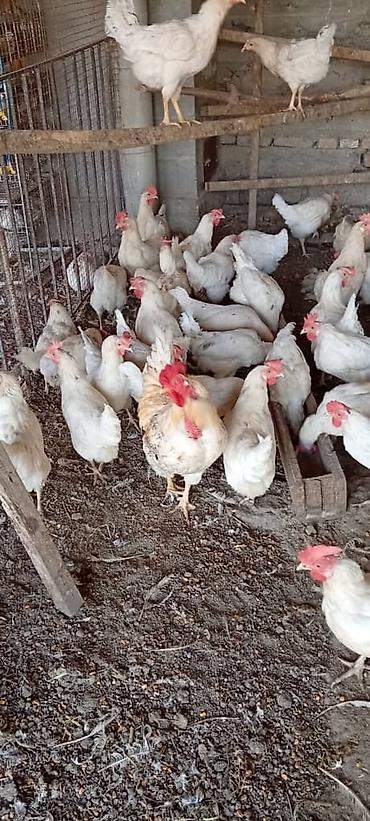 домашняя сова купить: Продаю | Куры | Несушки — 2