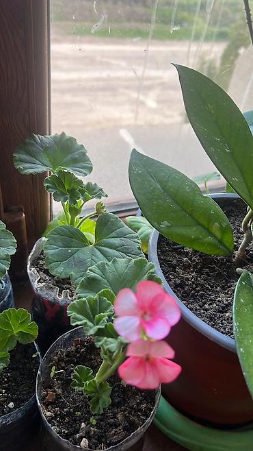 Otaq bitkiləri: Her cure guler var veregliyin baxin ancag xanimlara satiş olur Gencedi — 41