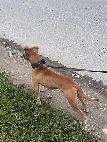 İtlər: Pitbul, 1 il, Erkek — 8