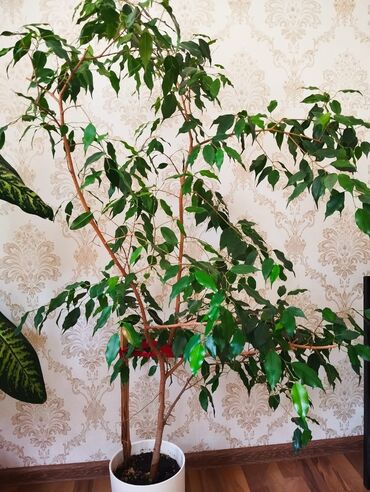 Диффенбахии: Диффенбахии at lalafo.kg — 2 Диффенбахии: Диффенбахии — 2