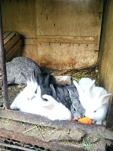 Кролики: Продаю | Крольчата — 9