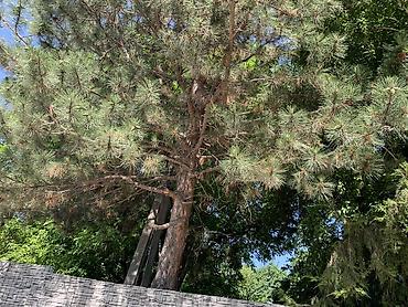 черная речка: 🌿 Продаётся уютная дача — 35 км от шлагбаума. Участок 25 соток в — 2