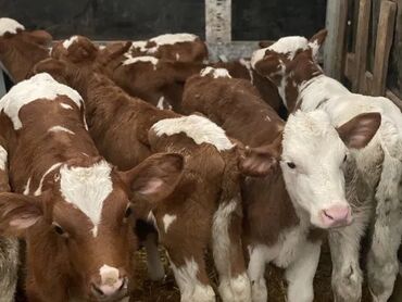 продаю музоо торпок корова самка бык самец айрширская ангус алатауская на забой для разведения на откорм племенные нетель привязанные: Сатам | Кунаажын, Музоо, Уй (ургаачы) | Айршир, Алатоолук, Абердин-ангус | Союуга, Көбөйтүү үчүн, Бордоп семиртүү үчүн
