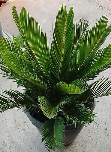 finiks palma: Sikas (Cycas revoluta) – dekorativ həmişəyaşıl palma tipli bitki — 2