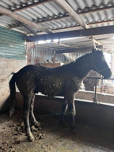 Лошади, кони: Продаю | Жеребец | Полукровка | Для разведения — 3