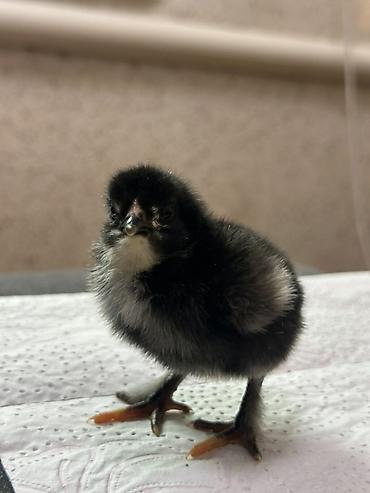 Куры, петухи: Продаю | Цыплята | Домашняя | Для разведения — 4