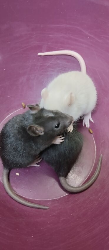 крысу: Продам маленьких крысят Дамбо ручные девочки и мальчики. есть в