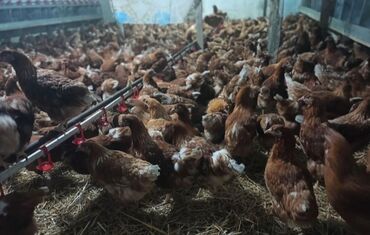 toyuq cucə: Dikkətlə oxu yaz oxumadan yazan eyni suallari̇ tekrar sosuśan blok